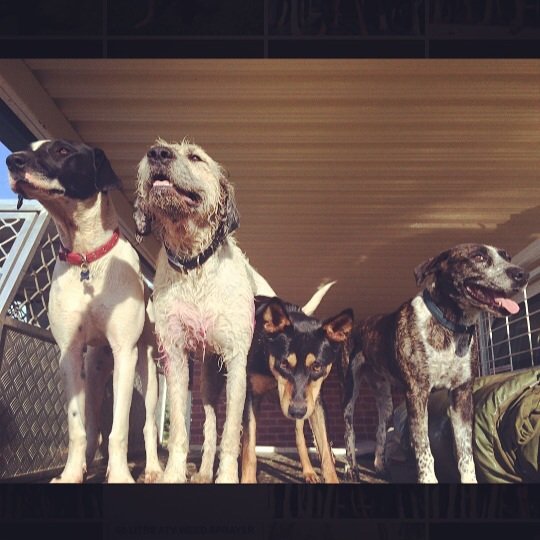 What Types Of Dogs Does Everyone Hunt Introductions New