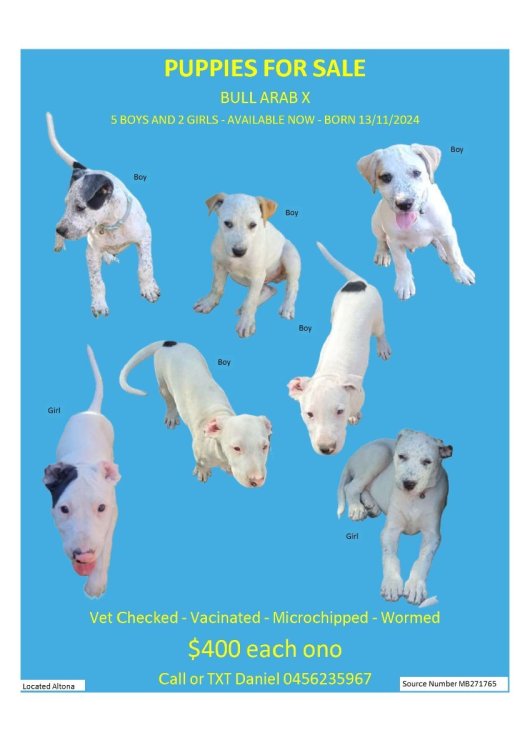 PuppiesBlue3conv1.thumb.jpeg.b56ddbed47bb24b25ac958ddee3ddb0a.jpeg